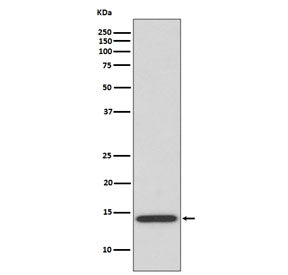 IL-4 Antibody