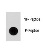 p21 Antibody (phospho-S130)