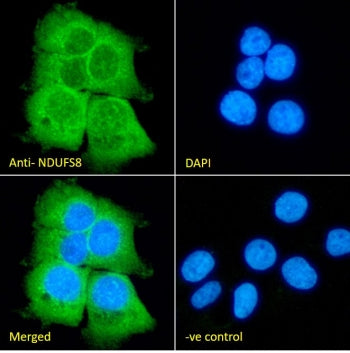 IF/ICC staining of fixed and permeabilized human A431 cells with NDUFS8 antibody (green) at 10ug/ml