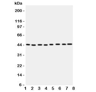 PGK1 Antibody