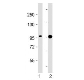 SSH3 Antibody