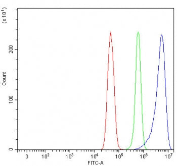 ROCK1 Antibody / Rho-associated protein kinase 1