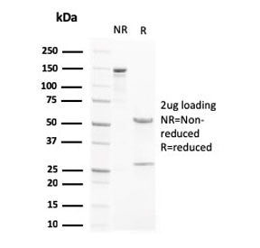 SDS-PAGE analysis of purified, BSA-free LXRB antibody (clone LXRB/2731) as confirmation of integrity