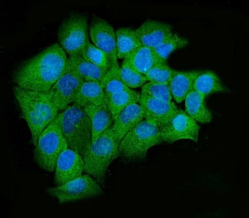 hUPF2 Antibody / RENT2