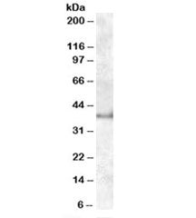 Western blot testing of human kidney lysate with Apolipoprotein L6 antibody at 1ug/ml. Predicted mol