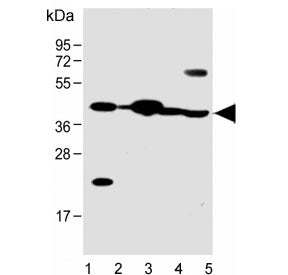FSTL1 Antibody / Follistatin-like 1