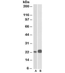 CD3E Antibody