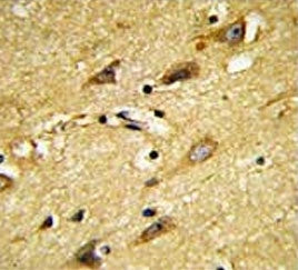 MOBP Antibody / Myelin-associated oligodendrocyte basic protein