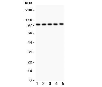 HCN1 Antibody