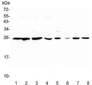 Peroxiredoxin 6 Antibody (PRDX6)