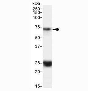 HAP1 Antibody
