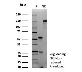 PAX6 Antibody