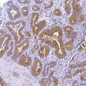 Optineurin Antibody