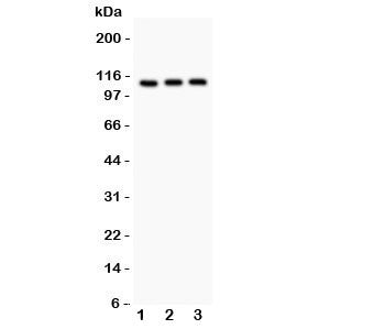 TRPC5 Antibody