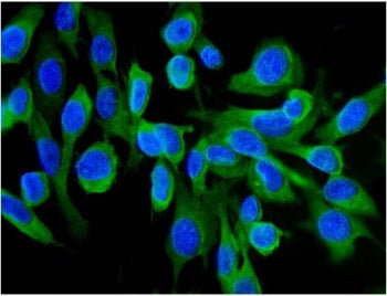 HSC70 Antibody / HSPA8