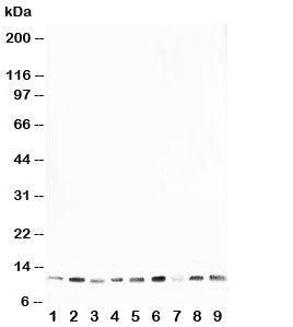 Western blot testing of HSP10 antibody and rat samples 1: thymus; 2: brain; 3: ovary; 4: testis; and