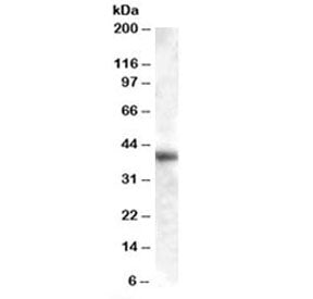 Western blot testing of human liver lysate with GOT1 antibody at 0.01ug/ml. Predicted molecular weig
