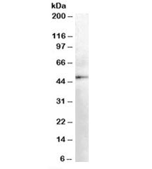 DOPA decarboxylase Antibody