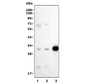 Purine nucleoside phosphorylase Antibody / PNP / Inosine phosphorylase