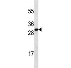 HMGB1 Antibody