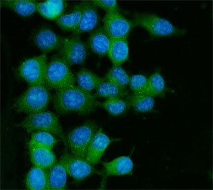 RAB13 Antibody