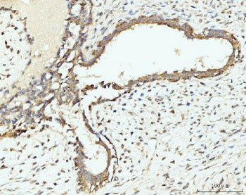 RPL29 Antibody / 60S ribosomal protein L29