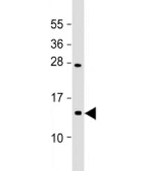 EIF1A Antibody