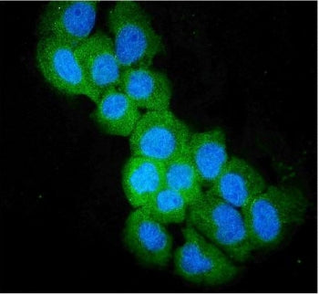 SULT2B1 Antibody