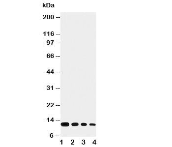 Eotaxin Antibody
