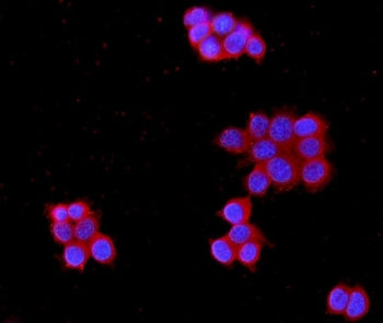 Immunofluorescent staining of FFPE human MCF7 cells with MPP1 antibody (red) and DAPI nuclear stain