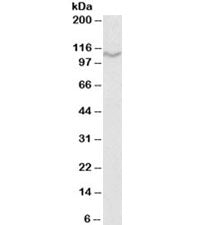 CD68 Antibody