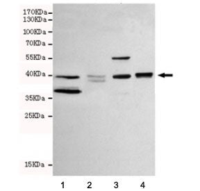 WNT3A Antibody
