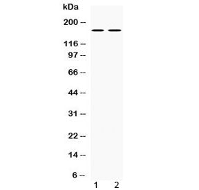 nNOS Antibody / NOS1