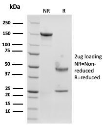 SDS-PAGE analysis of purified, BSA-free recombinant Langerin antibody (clone rLGRN/1821) as confirma