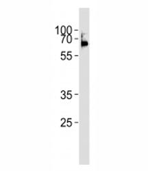 LCK Antibody