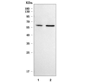 Western blot testing of human 1) A431 and 2) 293T cell lysate with SMAP1 antibody. Predicted molecul