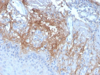Decorin Antibody