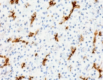 MUC6 Antibody / Gastric Mucin