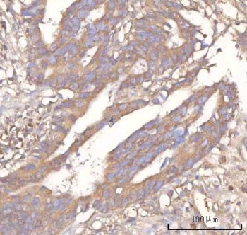 NEURL4 Antibody / Neuralized-like protein 4