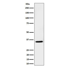 Western blot testing of human Jurkat cell lysate with USF1 antibody. Predicted molecular weight ~34