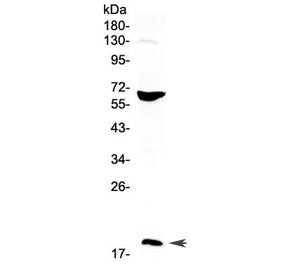 Western blot testing of human HepG2 cell lysate with CD40L antibody at 0.5ug/ml. Expected molecular