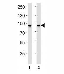 STAT1 antibody western blot analysis in (1) CEM and (2) HeLa lysate. Predicted molecular weight: ~91