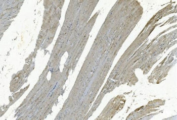 GSTA4 Antibody
