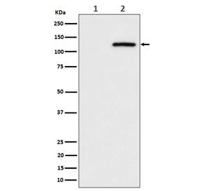 Western blot testing of lysate from human HeLa cells 1) untreated and 2) pervanadate-treated, with P
