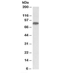 CHUK Antibody