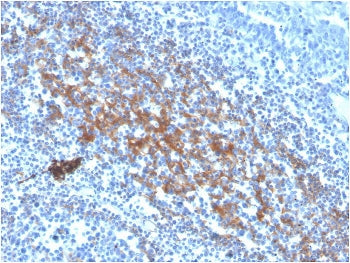 CD73 Antibody