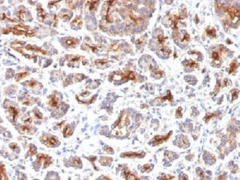 IHC testing of FFPE human pancreas with CFTR antibody (clone SPM176). HIER: boil tissue sections in