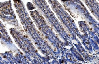 Trim25 Antibody / Efp