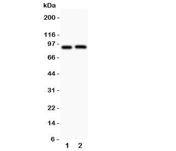 Kv2.1 Antibody