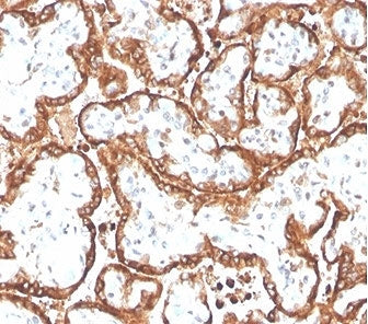 HCG-beta Antibody